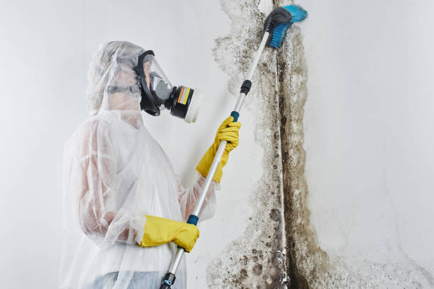 Best Same-Day Mold Removal  in Clinton, PA