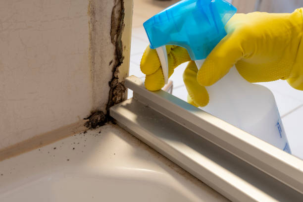 Best Commercial Mold Removal  in Clinton, PA