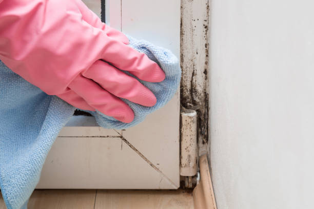 Mold Testing and Removal in Clinton, PA