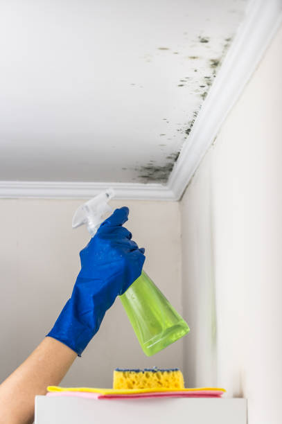 Best Emergency Mold Removal  in Clinton, PA