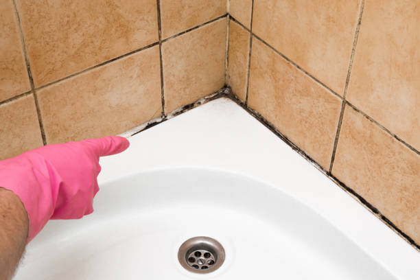 Best Mold Testing and Removal  in Clinton, PA